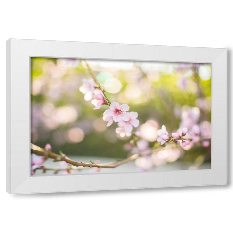 The Bloom of Peach Trees White Modern Wood Framed Art Print by Orlov, Irena
