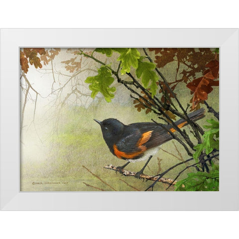 American Redstart White Modern Wood Framed Art Print by Vest, Christopher