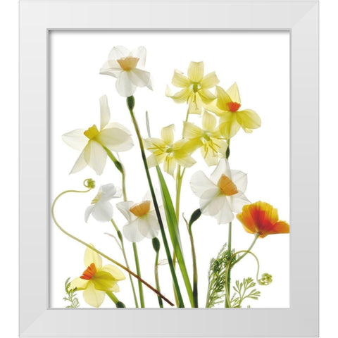 Spring Garden White Modern Wood Framed Art Print by Stalus, Judy