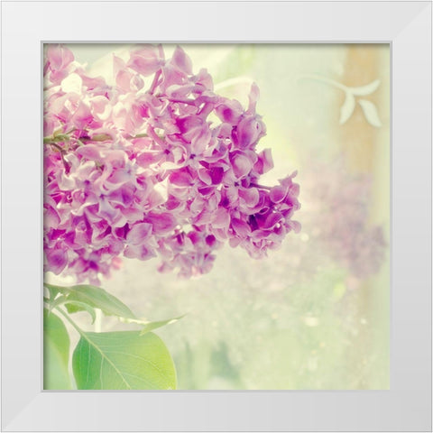 Lilac Reflecion White Modern Wood Framed Art Print by Stalus, Judy