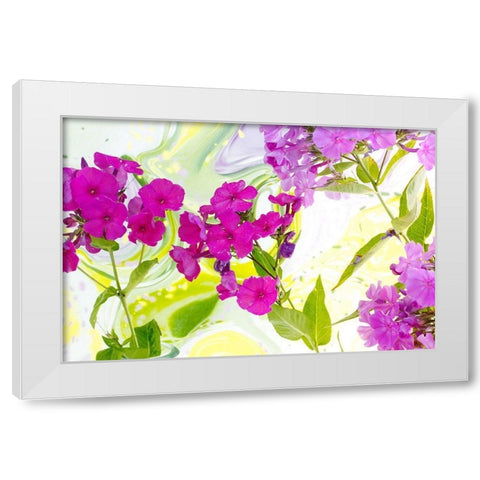 Magenta Phlox II White Modern Wood Framed Art Print by Stalus, Judy