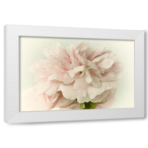 Soft Peony White Modern Wood Framed Art Print by Stalus, Judy