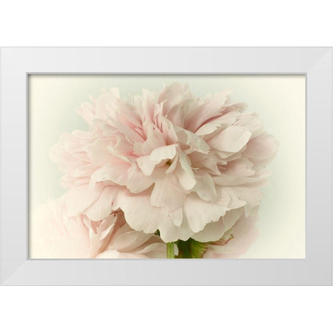 Soft Peony White Modern Wood Framed Art Print by Stalus, Judy