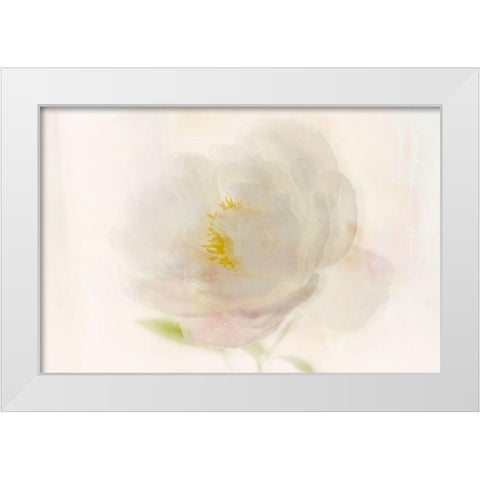 Soft White Peony White Modern Wood Framed Art Print by Stalus, Judy