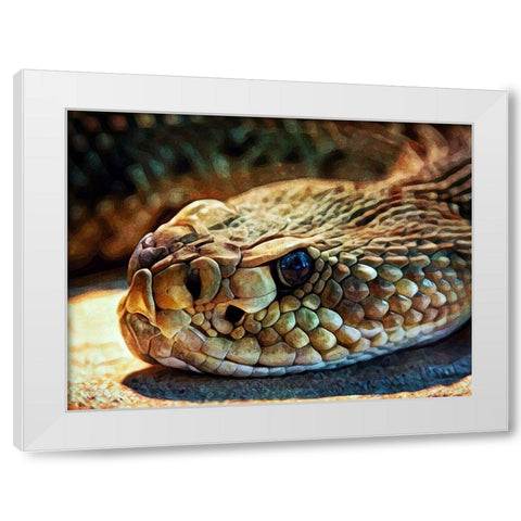 Diamondback Rattlesnake Stare White Modern Wood Framed Art Print by Aldridge, Ashley