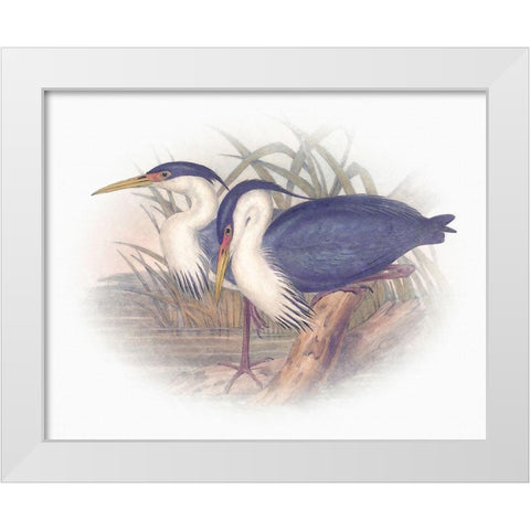 Sentimental Plumage III White Modern Wood Framed Art Print by Hunziker, Steve