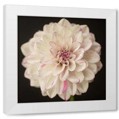 Lilac Speckles White Modern Wood Framed Art Print by Maclean, Leah