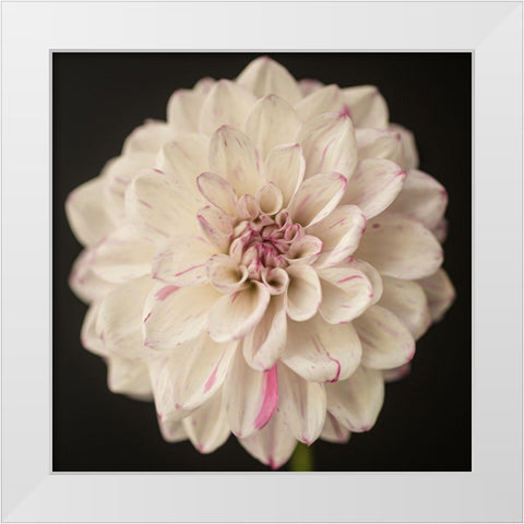 Lilac Speckles White Modern Wood Framed Art Print by Maclean, Leah