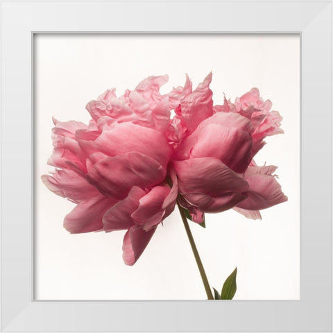 Portrait of a Peony White Modern Wood Framed Art Print by Maclean, Leah