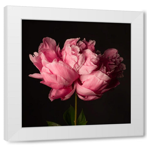 Perfect Peony White Modern Wood Framed Art Print by Maclean, Leah