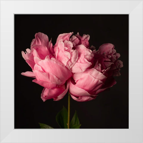 Perfect Peony White Modern Wood Framed Art Print by Maclean, Leah