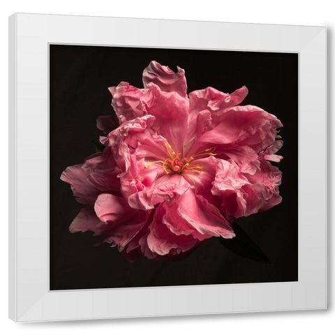 Ruffled Perfection White Modern Wood Framed Art Print by Maclean, Leah