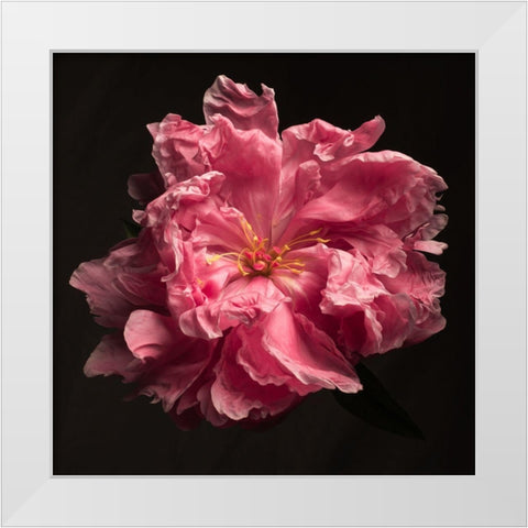 Ruffled Perfection White Modern Wood Framed Art Print by Maclean, Leah