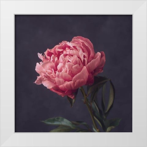 Perfectly Pink White Modern Wood Framed Art Print by Maclean, Leah