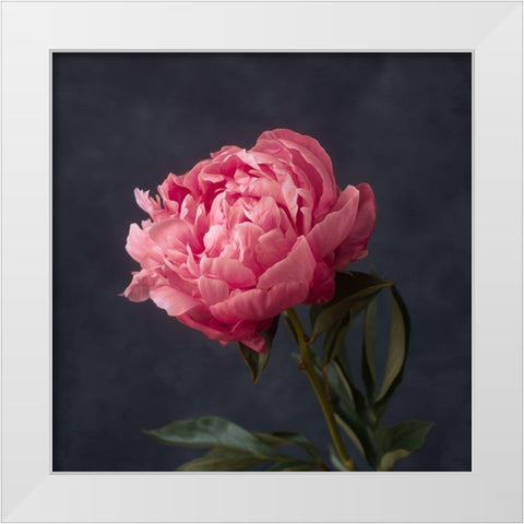 Perfectly Pink White Modern Wood Framed Art Print by Maclean, Leah