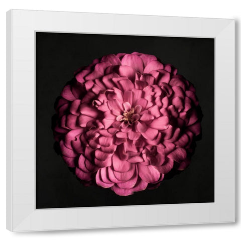 Portrait of a Zinnia I White Modern Wood Framed Art Print by Maclean, Leah