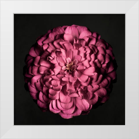 Portrait of a Zinnia I White Modern Wood Framed Art Print by Maclean, Leah