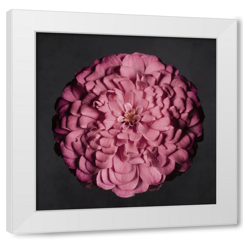 Portrait of a Zinnia II White Modern Wood Framed Art Print by Maclean, Leah