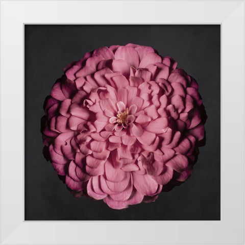 Portrait of a Zinnia II White Modern Wood Framed Art Print by Maclean, Leah