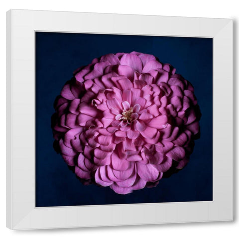 Portrait of a Zinnia III White Modern Wood Framed Art Print by Maclean, Leah