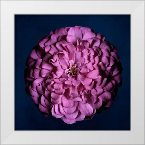 Portrait of a Zinnia III White Modern Wood Framed Art Print by Maclean, Leah
