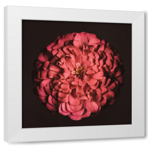 Portrait of a Zinnia IV White Modern Wood Framed Art Print by Maclean, Leah