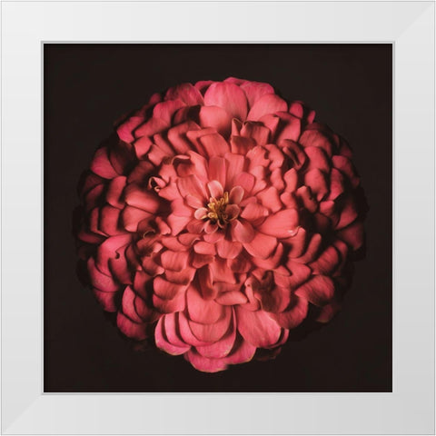 Portrait of a Zinnia IV White Modern Wood Framed Art Print by Maclean, Leah