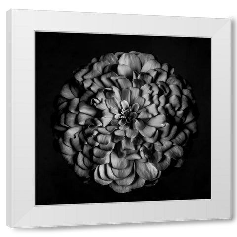 Monochrome Portrait of a Zinnia White Modern Wood Framed Art Print by Maclean, Leah