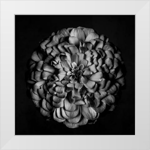 Monochrome Portrait of a Zinnia White Modern Wood Framed Art Print by Maclean, Leah
