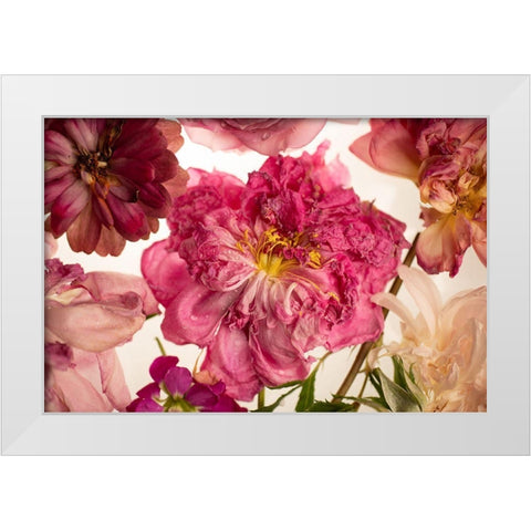 Peony on White White Modern Wood Framed Art Print by Maclean, Leah