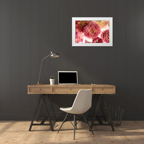 Rose on White White Modern Wood Framed Art Print by Maclean, Leah