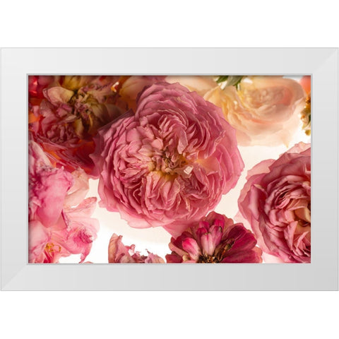 Rose on White White Modern Wood Framed Art Print by Maclean, Leah