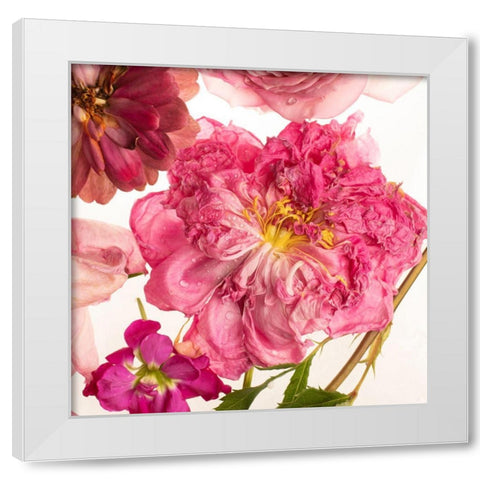 Peony Dream on White White Modern Wood Framed Art Print by Maclean, Leah