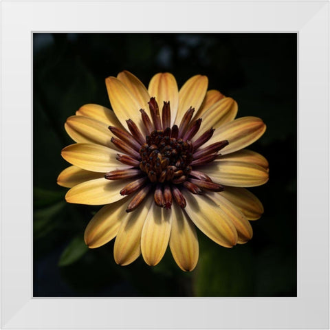 Sunny Bloom White Modern Wood Framed Art Print by Maclean, Leah