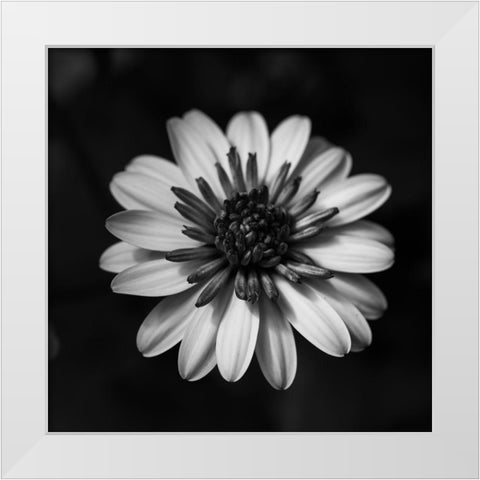 Sunny Bloom Monochrome White Modern Wood Framed Art Print by Maclean, Leah