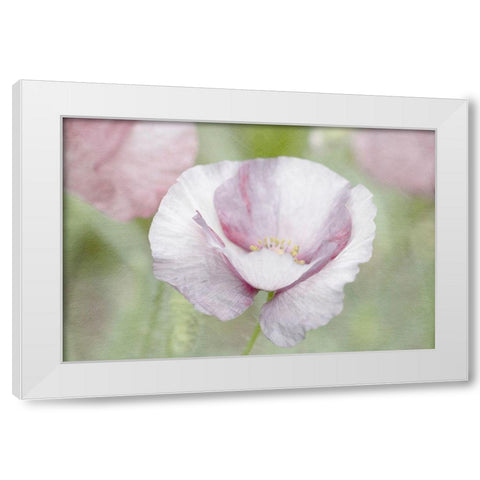 Soft Poppy White Modern Wood Framed Art Print by Stalus, Judy