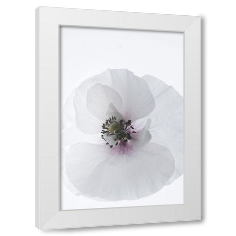 White Poppy White Modern Wood Framed Art Print by Stalus, Judy