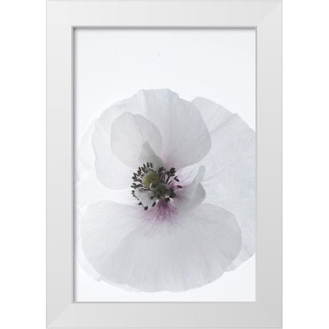 White Poppy White Modern Wood Framed Art Print by Stalus, Judy
