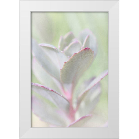 Succelent White Modern Wood Framed Art Print by Stalus, Judy