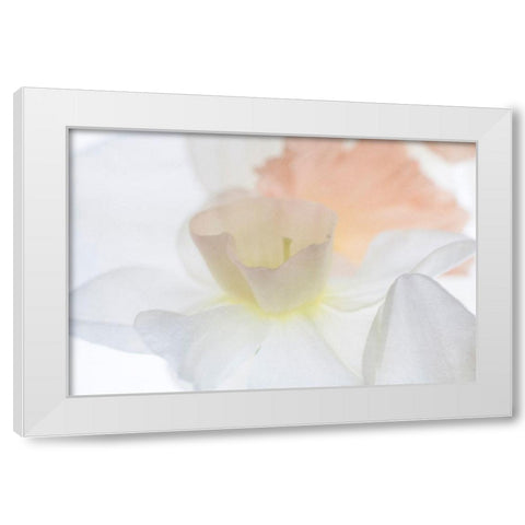 Daffodil Dream White Modern Wood Framed Art Print by Stalus, Judy