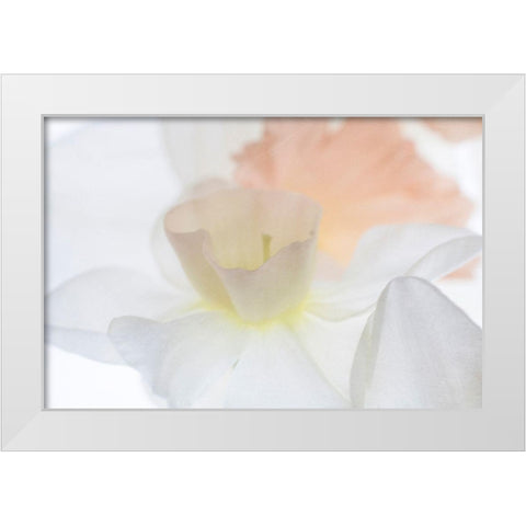 Daffodil Dream White Modern Wood Framed Art Print by Stalus, Judy