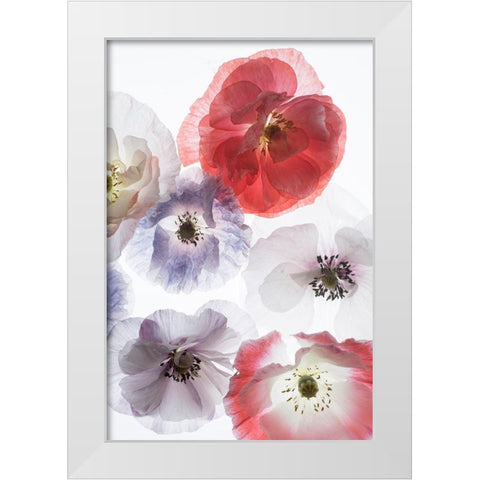 Dreaming Poppies White Modern Wood Framed Art Print by Stalus, Judy