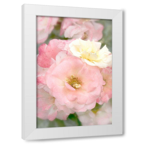 Pink Roses White Modern Wood Framed Art Print by Stalus, Judy