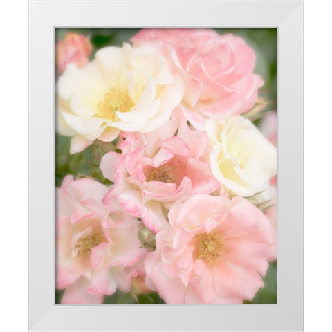 Roses White Modern Wood Framed Art Print by Stalus, Judy