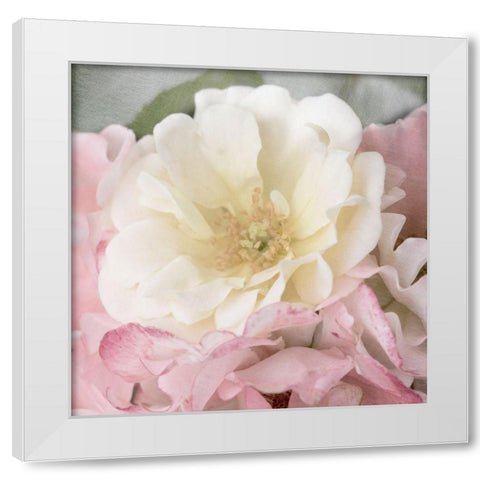 Soft Rose White Modern Wood Framed Art Print by Stalus, Judy