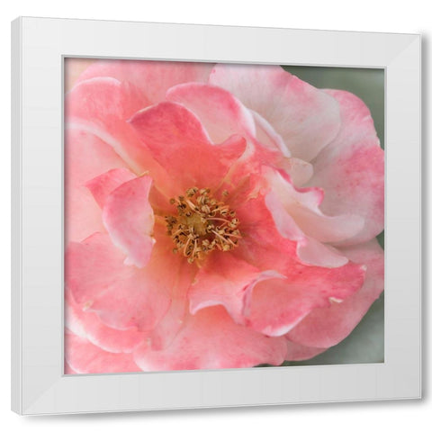 Coral Rose White Modern Wood Framed Art Print by Stalus, Judy
