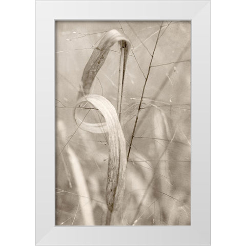 Meadow Grass White Modern Wood Framed Art Print by Stalus, Judy