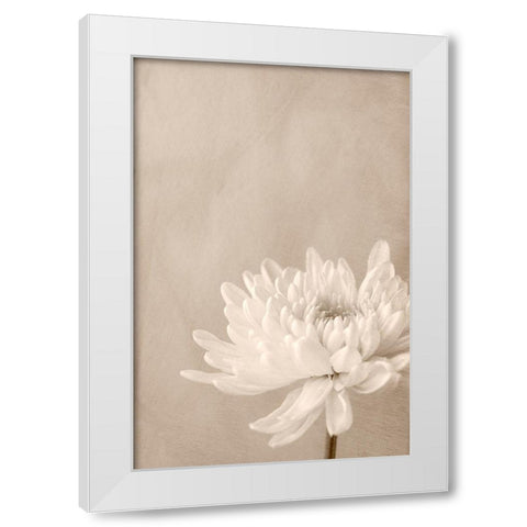 Crysanthemum White Modern Wood Framed Art Print by Stalus, Judy