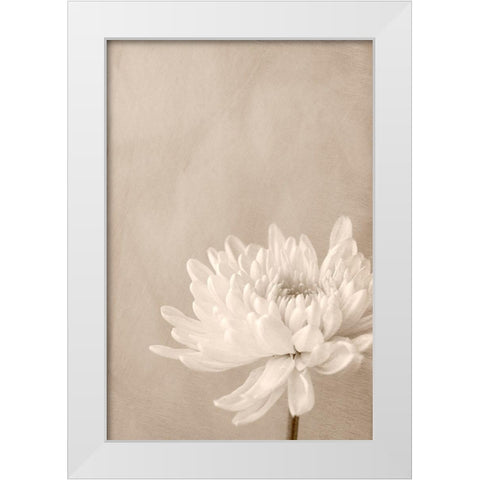 Crysanthemum White Modern Wood Framed Art Print by Stalus, Judy
