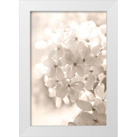 Sunshine White Modern Wood Framed Art Print by Stalus, Judy
